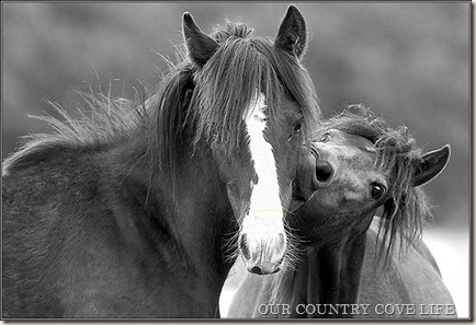 wild-horses