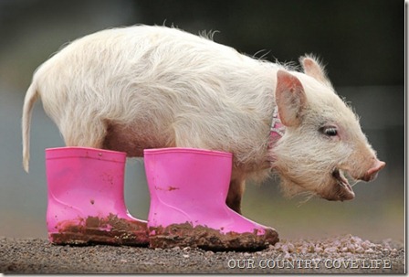 piginboots1 piginboots1