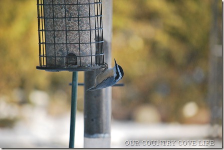 DSC_0017 DSC_0017