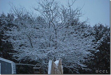 DSC_0001 DSC_0001