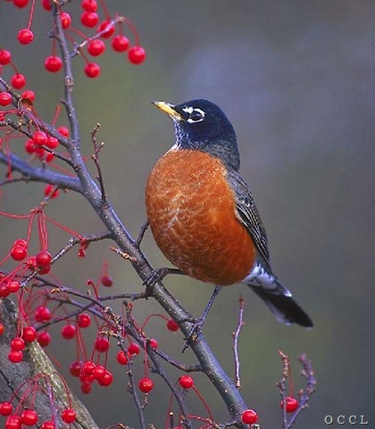 [robin[6].jpg]