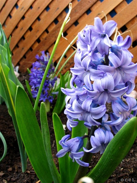 [spring flowers hyacinths[7].jpg]