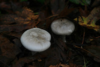 Fungi Photo