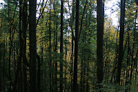 A View A Top The Tree Line Photo