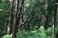Forest Photo