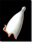 narmer_alto narmer_alto