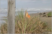 IMG_0377 (Large)