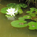 Green Frogs