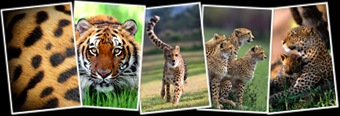 View Big Cats iPhone Wallpaper