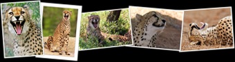 View Those Silly Cheetahs