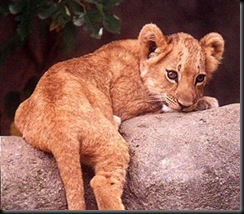 lioncub lioncub