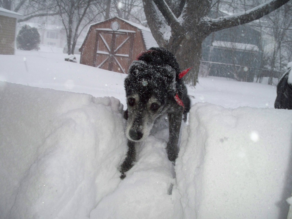 [Blizzard 2011 - 9[3].jpg]
