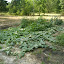 taldenk's Vegetable garden