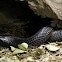 Red Belly Black Snake