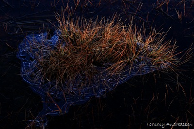 Photoview_Andreassen_IMG_8599 Photoview_Andreassen_IMG_8599