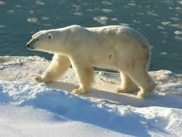 [polar bear[5].jpg]