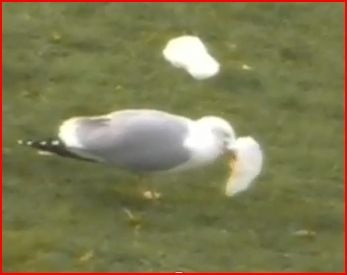 [gull eating plastic bag[5].jpg]