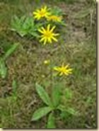 clip_image008