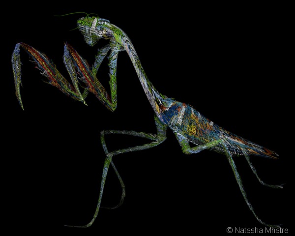 mantis simple copy small mantis simple copy small
