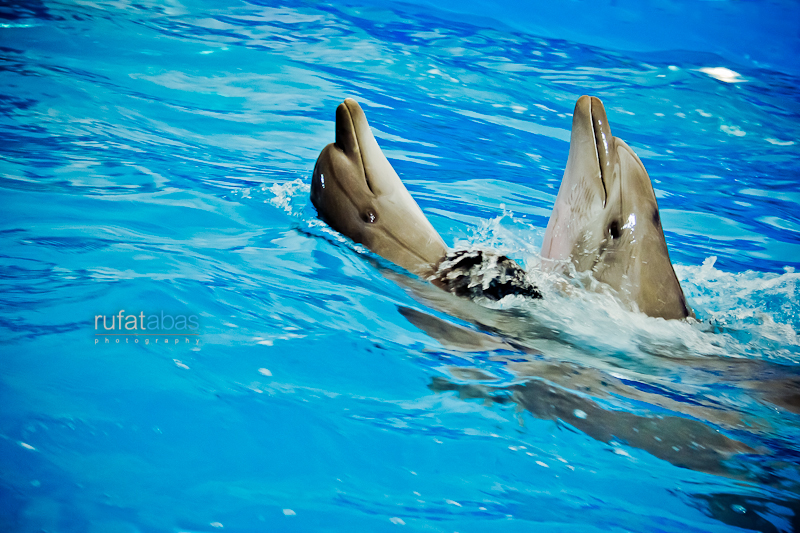 Rufat Abas Photography
