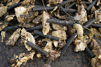 DSC03673.JPG
