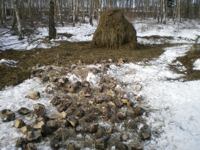 ensilage.JPG ensilage.JPG