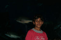 Dubai 2009 Holidays.
