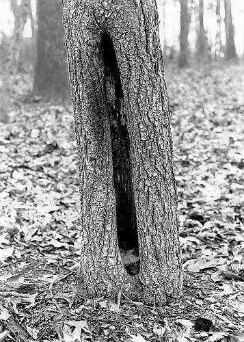 Cavity In Your Tree Internal Decay Rams Horns Jpg
