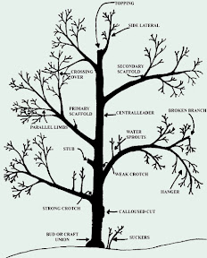 pruning-diagram.jpg pruning-diagram.jpg