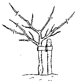 Pruning.png Pruning.png