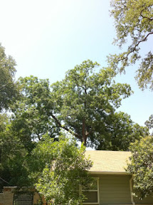Notice how much sky you can see through the very top of the tree over this house. IMG_2217.jpg