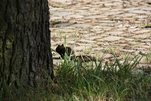 http://lh3.ggpht.com/_uzLsIJX7LLU/TSCaspIcDVI/AAAAAAAACiA/iKGQt3WvXbc/s512/Eichkaetzchen-Villapark-25072010-IMG_5297.JPG