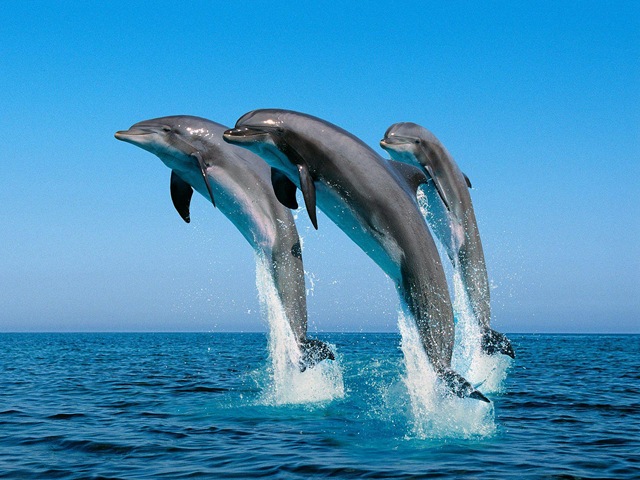 [dolphins[3].jpg]