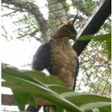 Elang Jawa