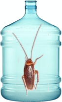 water_bottle_cockroach