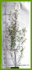 25x COROKIA BRONZE KING HEDGE - SPECIAL OFFER