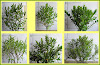 36x PREMIUM XL GRADE HEBE COMBO - CLEARANCE !!!