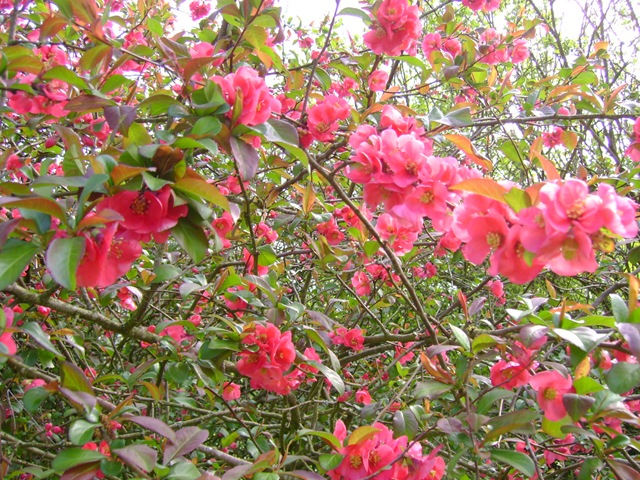 [Kvæde og blomster maj 2009 016[4].jpg]
