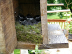 bird2
