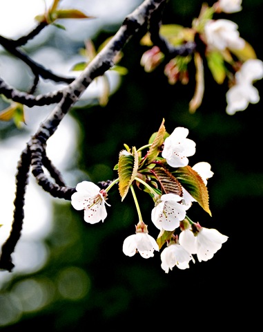 [cherryblossom2[10].jpg]