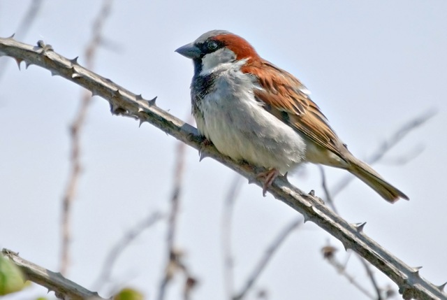 [bird[4].jpg]