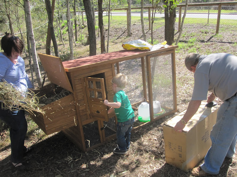 This is how you buy chooks these days.  In a box from the supermarket !