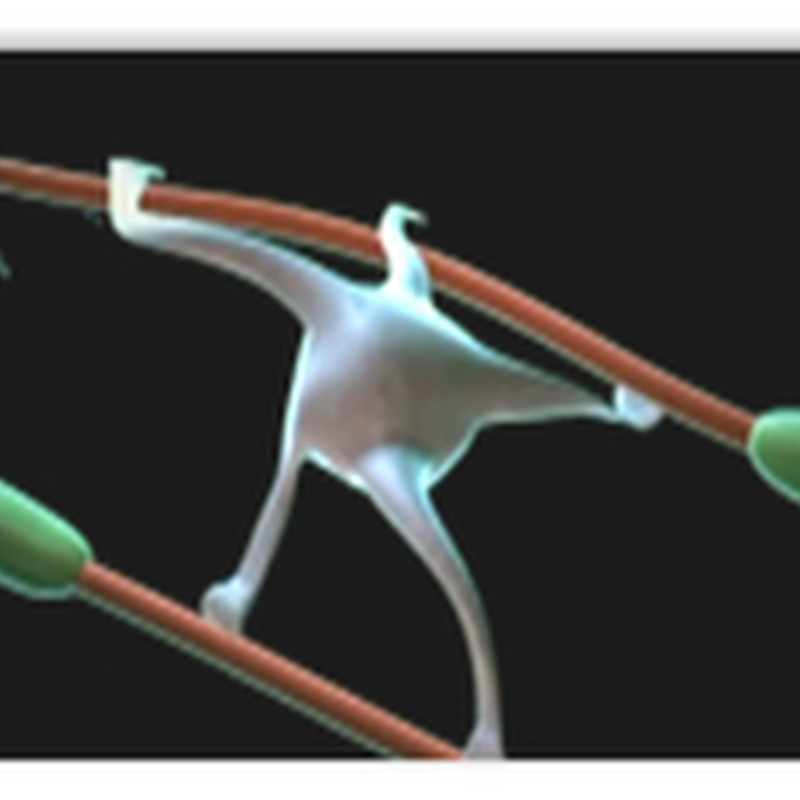 NIH Approves Two GMP Human Embryonic Stem Cell Lines From BioTime Which Creates Additional Availability for Federal Funding