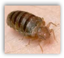 Bed Bugs Found Carrying Drug-Resistant MRSAâ€“ CDC Journal Study In ...