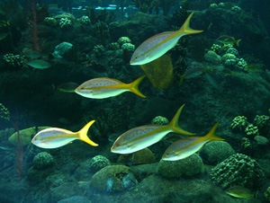 Fishes in Tampa Aquarium Miami Florida