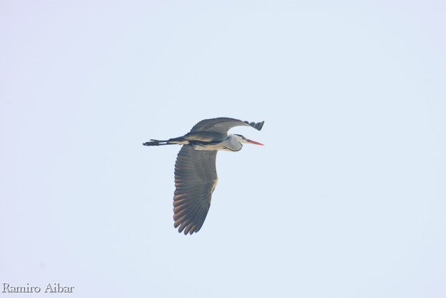 [ardea cinerea[27].jpg]