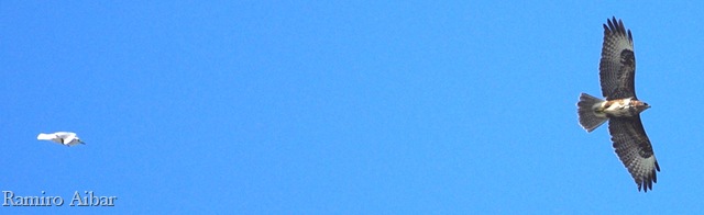 [buteo buteo i larus ridibundus[8].jpg]