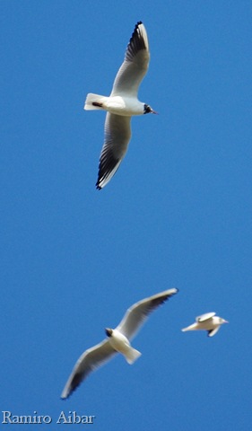 [larus ridibundus[9].jpg]