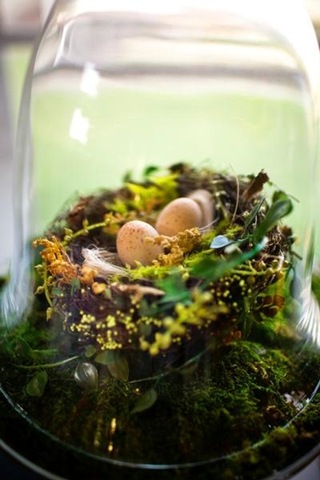 [Sara France Photo cloche nest eggs moss[5].jpg]