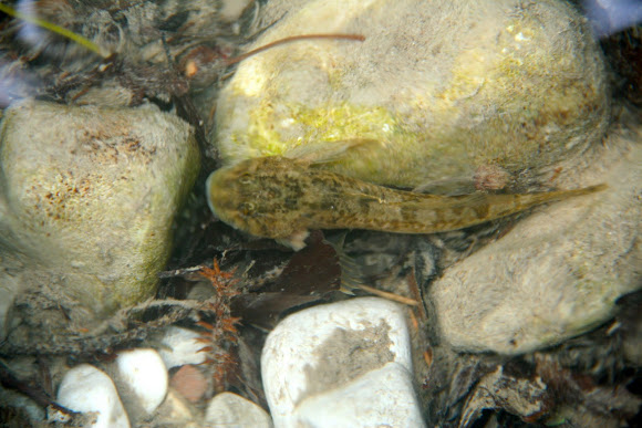 Spotting Image 1